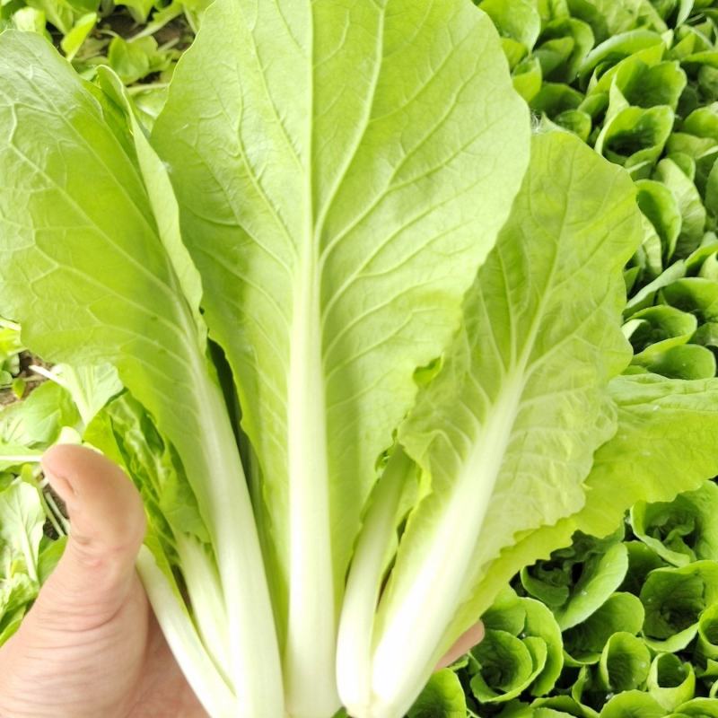 小白菜快菜小青菜原产地供货代收代发全国发货质量保证