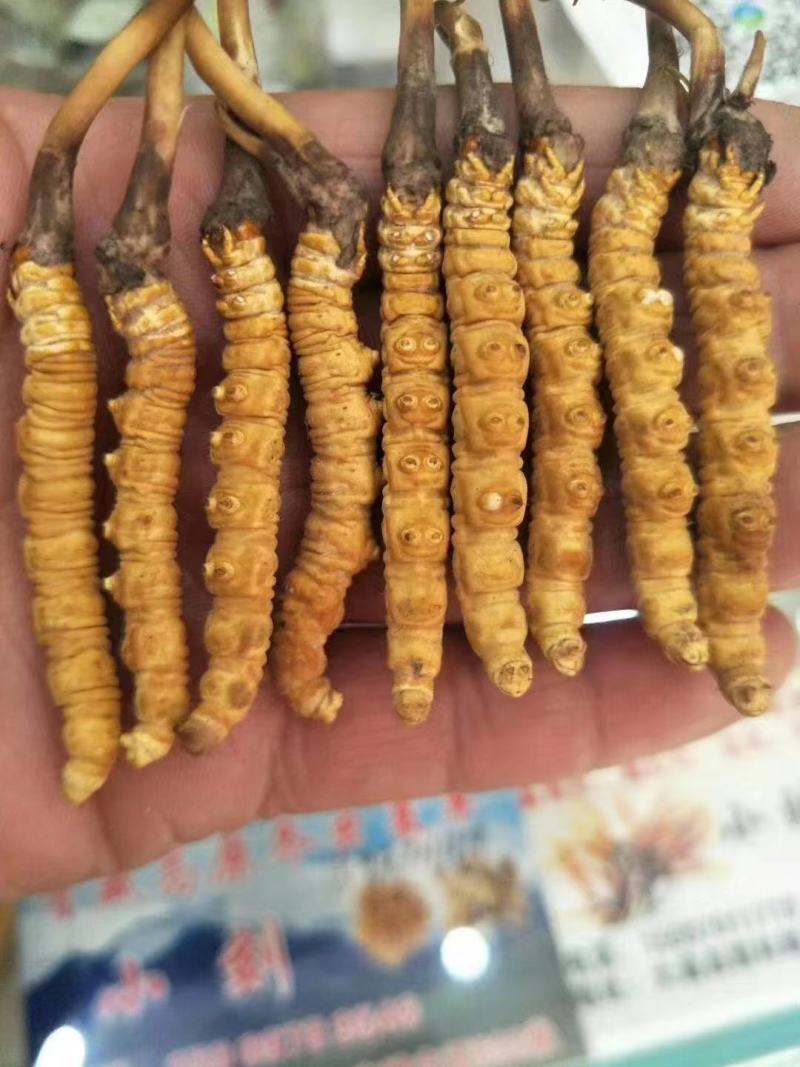 纯野生人工采挖自然凉干盒装正宗高海拔青海玉冬虫夏草