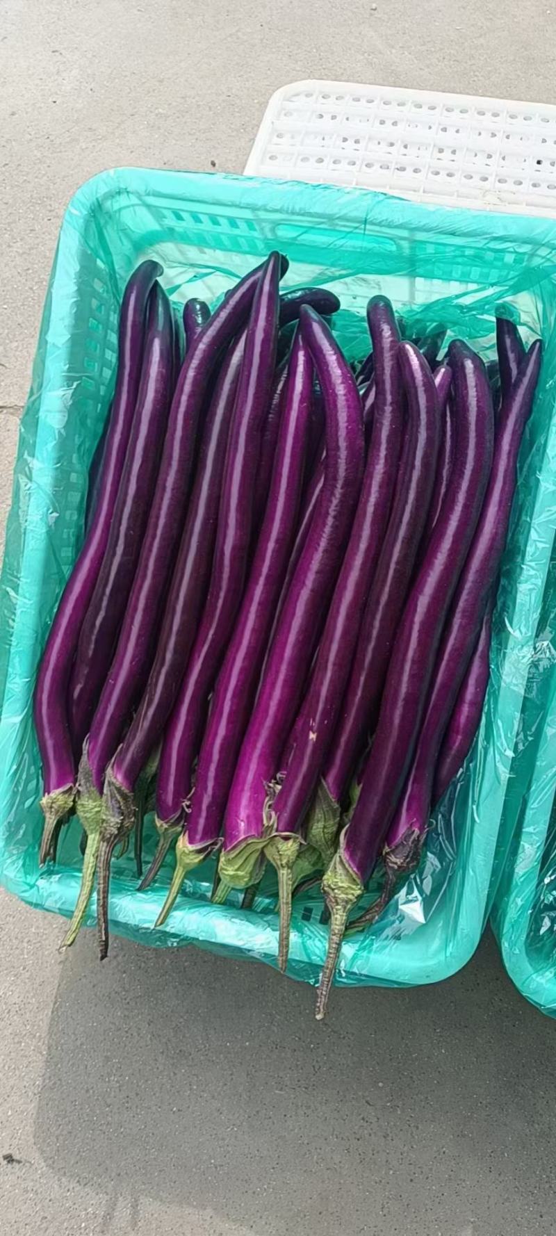 精品线茄大量供应，一手货源批发量大优惠价格美丽