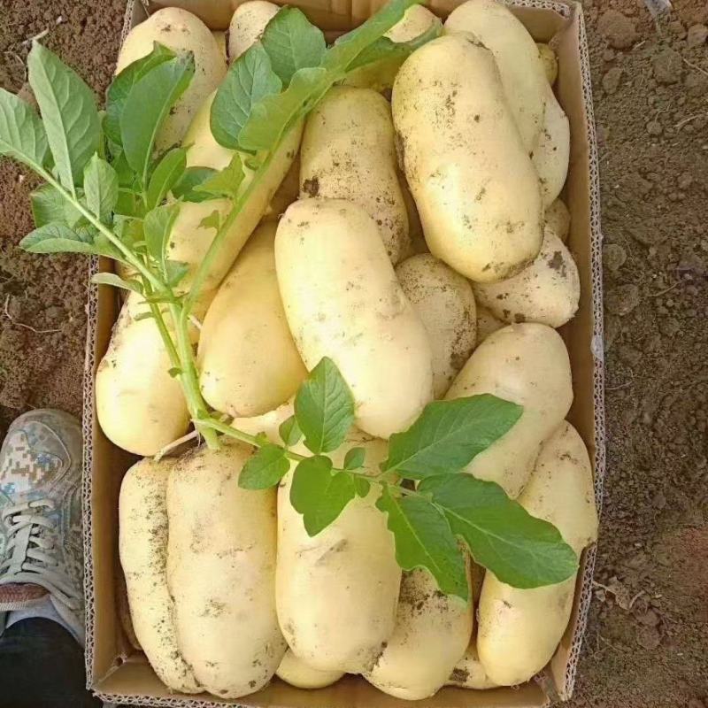 【推荐】黄心土豆大量上市了，欢迎老板们采购，量大从优。