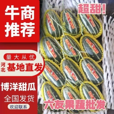 精美博洋9，博洋61口感酥脆，产地直销，大量供应