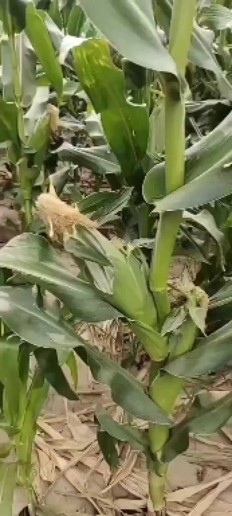 白糯玉米