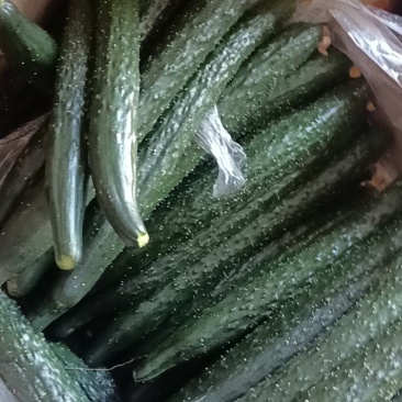 河南鹿邑大棚精品短把密刺黄瓜产地直发商超直供