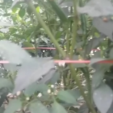 河南精品有把无把小米椒产地直销代收代发质量保证