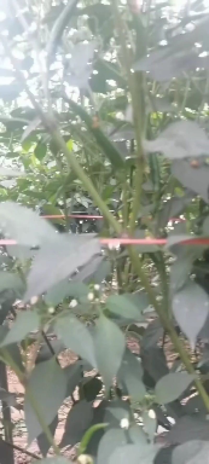 河南精品有把无把小米椒产地直销代收代发质量保证