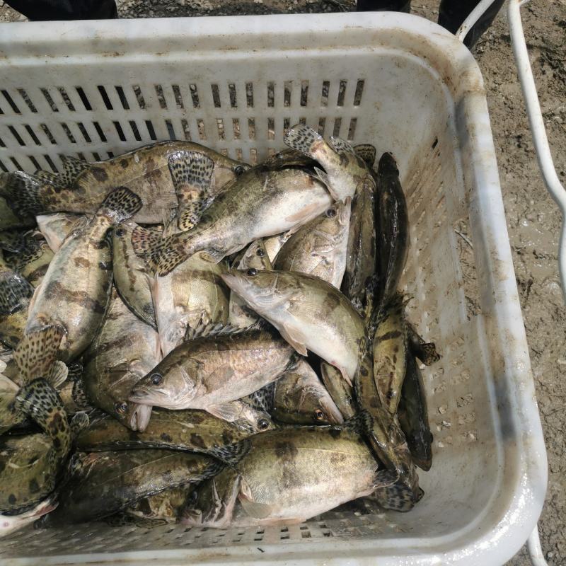 【精】水库自然放养鳜鱼吃天然饵料长大味道鲜美发全国