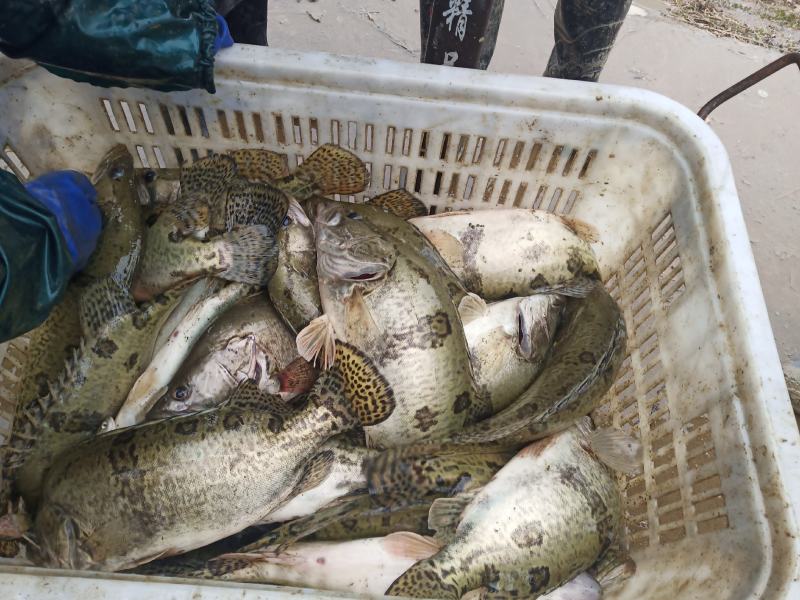 【精】水库自然放养鳜鱼吃天然饵料长大味道鲜美发全国