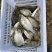 【精】水库自然放养鳜鱼吃天然饵料长大味道鲜美发全国
