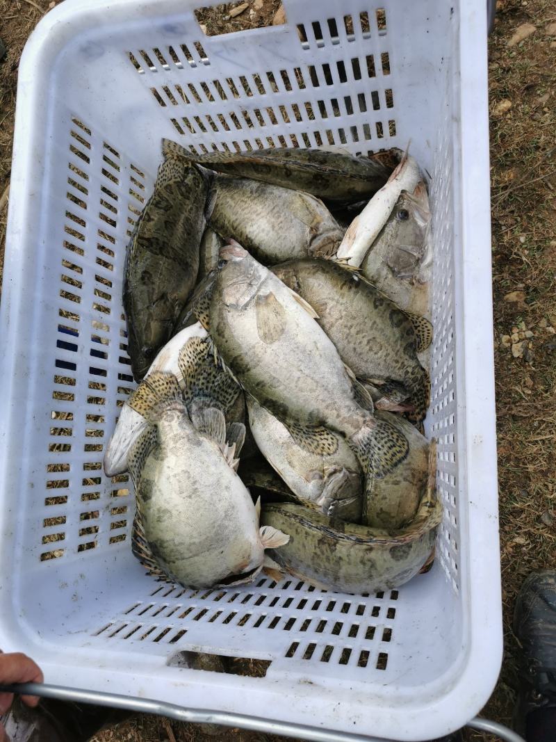 【精】水库自然放养鳜鱼吃天然饵料长大味道鲜美发全国
