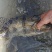 【精】水库自然放养鳜鱼吃天然饵料长大味道鲜美发全国