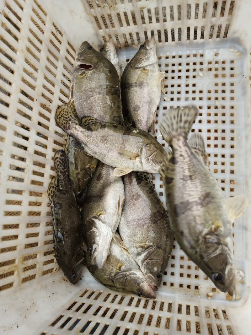 【精】水库自然放养鳜鱼吃天然饵料长大味道鲜美发全国