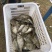 【精】水库自然放养鳜鱼吃天然饵料长大味道鲜美发全国