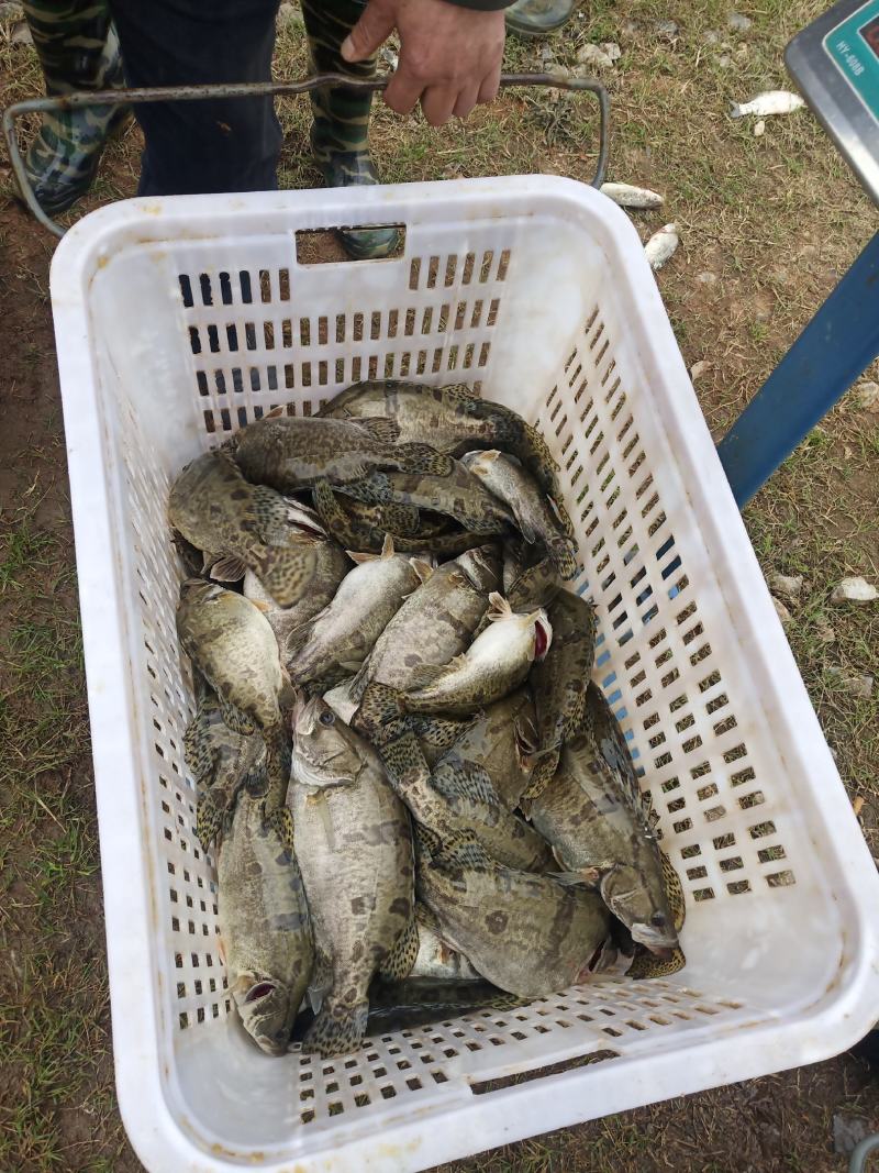 【精】水库自然放养鳜鱼吃天然饵料长大味道鲜美发全国
