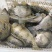 【精】水库自然放养鳜鱼吃天然饵料长大味道鲜美发全国