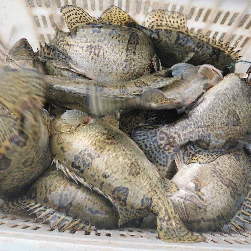 【精】水库自然放养鳜鱼吃天然饵料长大味道鲜美发全国