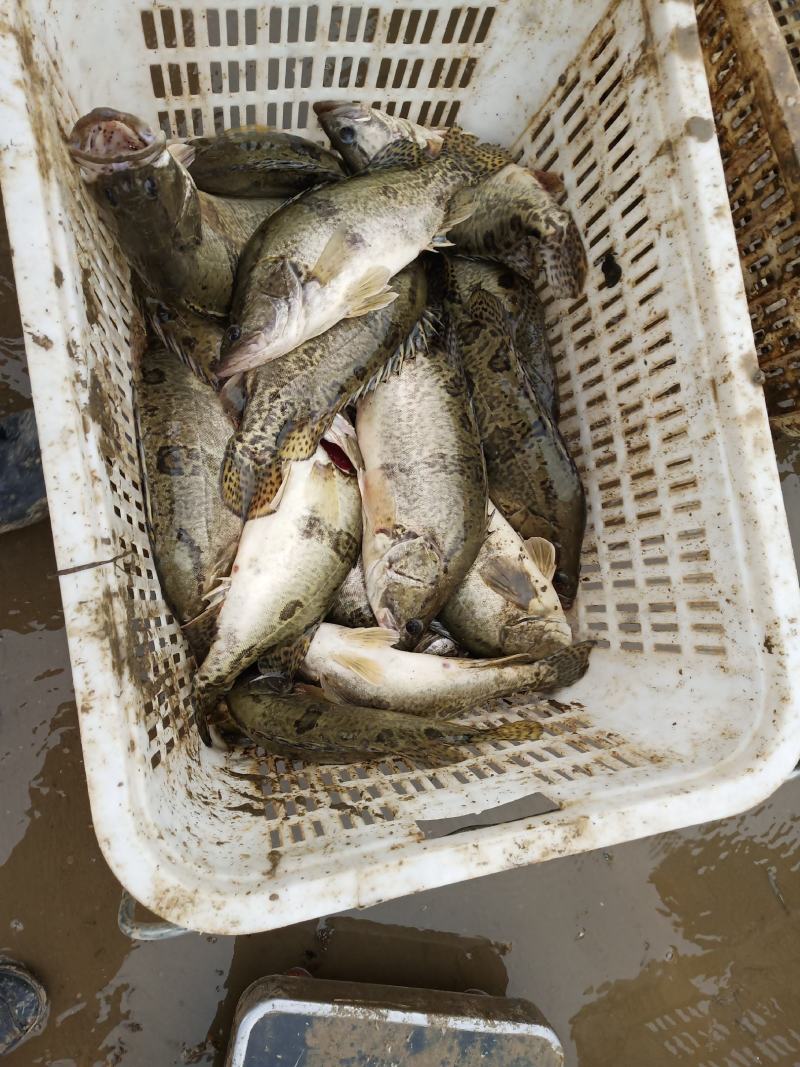 【精】水库自然放养鳜鱼吃天然饵料长大味道鲜美发全国