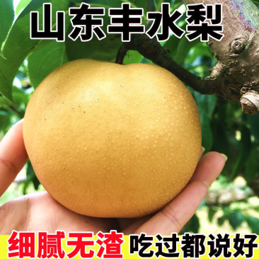 冠县丰水梨，承接电商社区团购，商超市场，一件代发