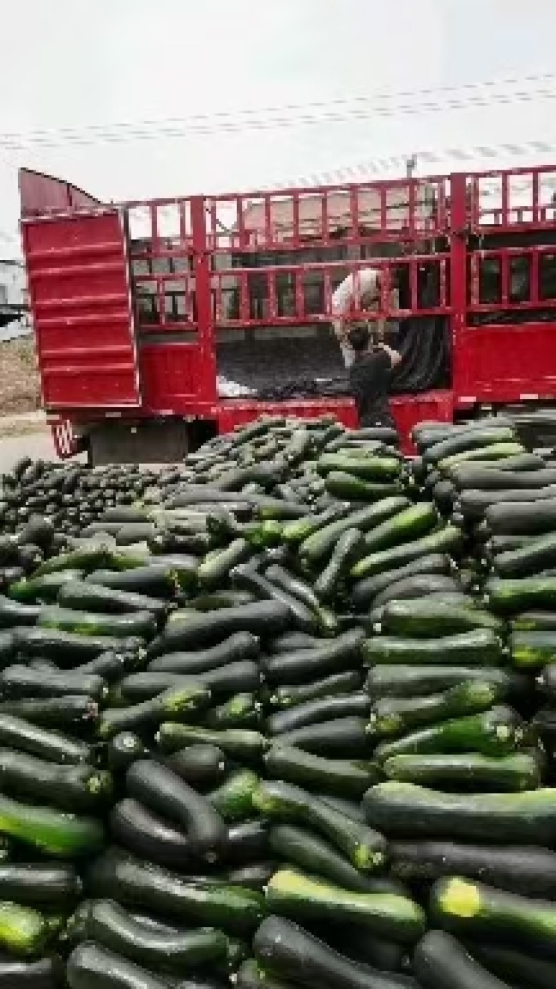 黑青皮菜南瓜，本地人称为小北瓜，全国发货！