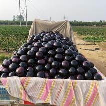 百亩黑光圆茄种植基地