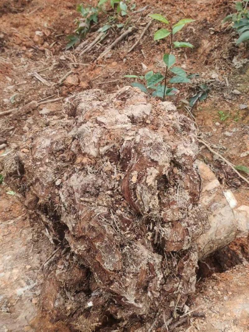 精品茯苓鲜货