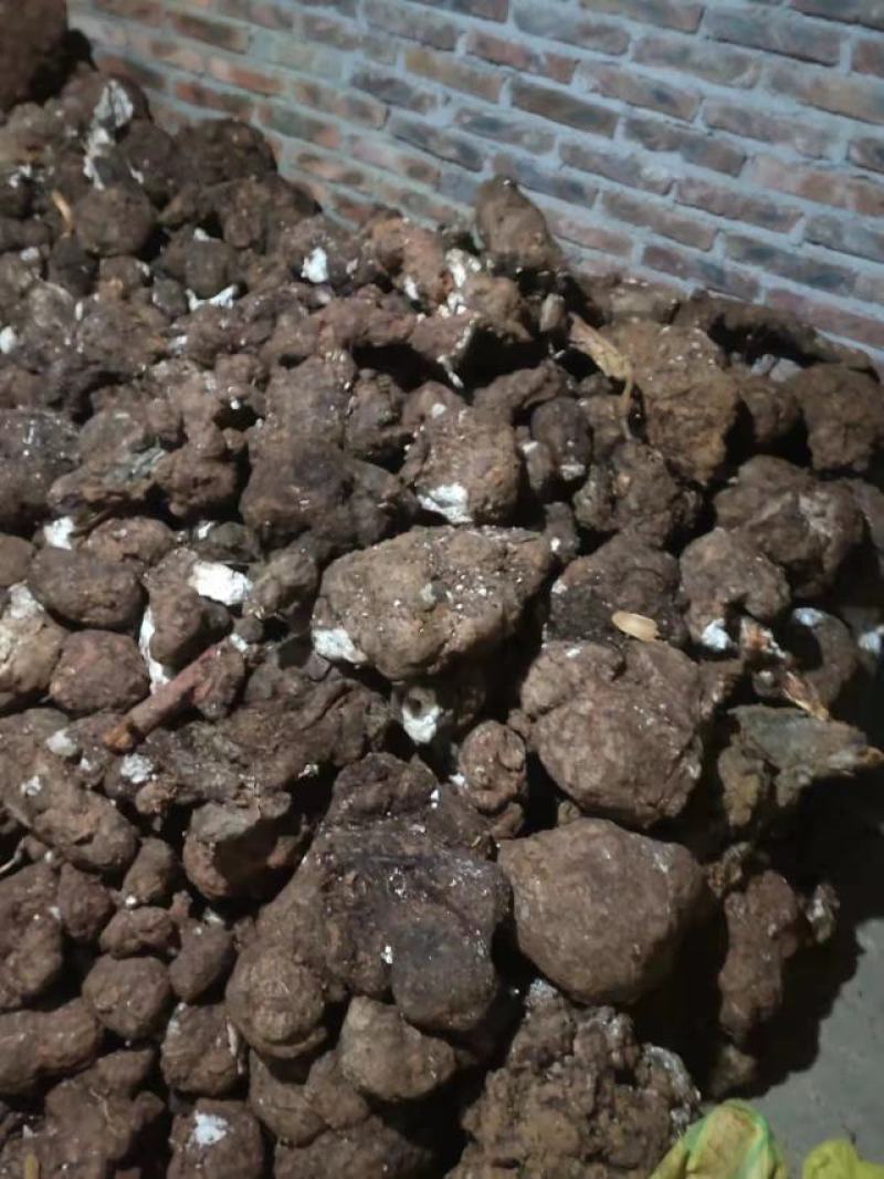 精品茯苓鲜货