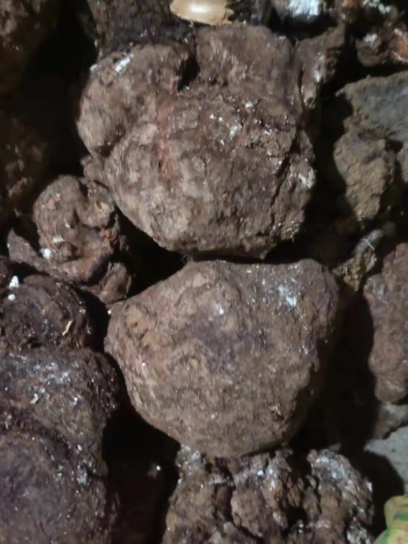 精品茯苓鲜货