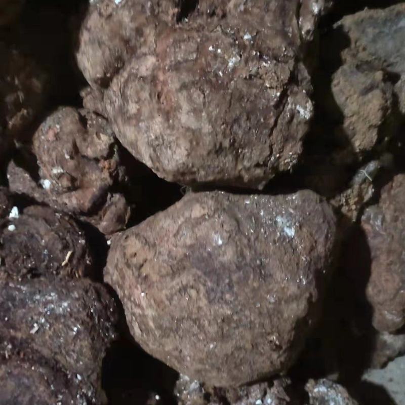 精品茯苓鲜货
