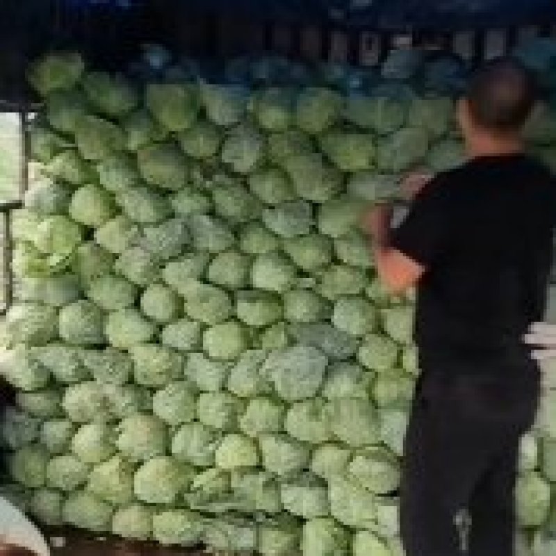 甘蓝大量上市量大欢迎采购