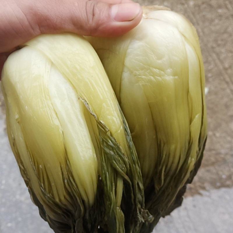 酸白菜