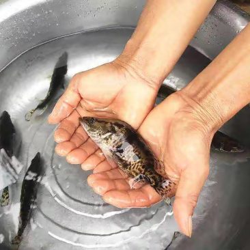 【鱼苗驯化】饲料鳜鱼苗技术指导规划养殖成鱼回收