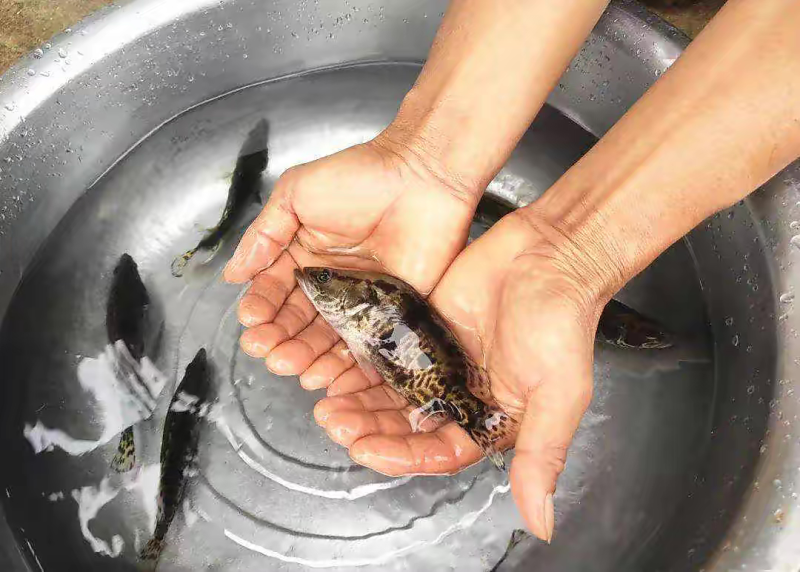 【鱼苗驯化】饲料鳜鱼苗技术指导规划养殖成鱼回收