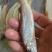虫唇鱼，虫虫鱼货源充足量大从优欢迎咨询采购