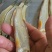 虫唇鱼，虫虫鱼货源充足量大从优欢迎咨询采购