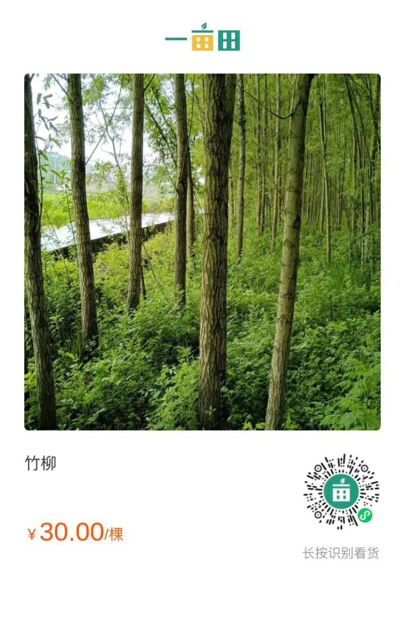 【精选】云南柳树8年苗木，好栽易活，欢迎致电