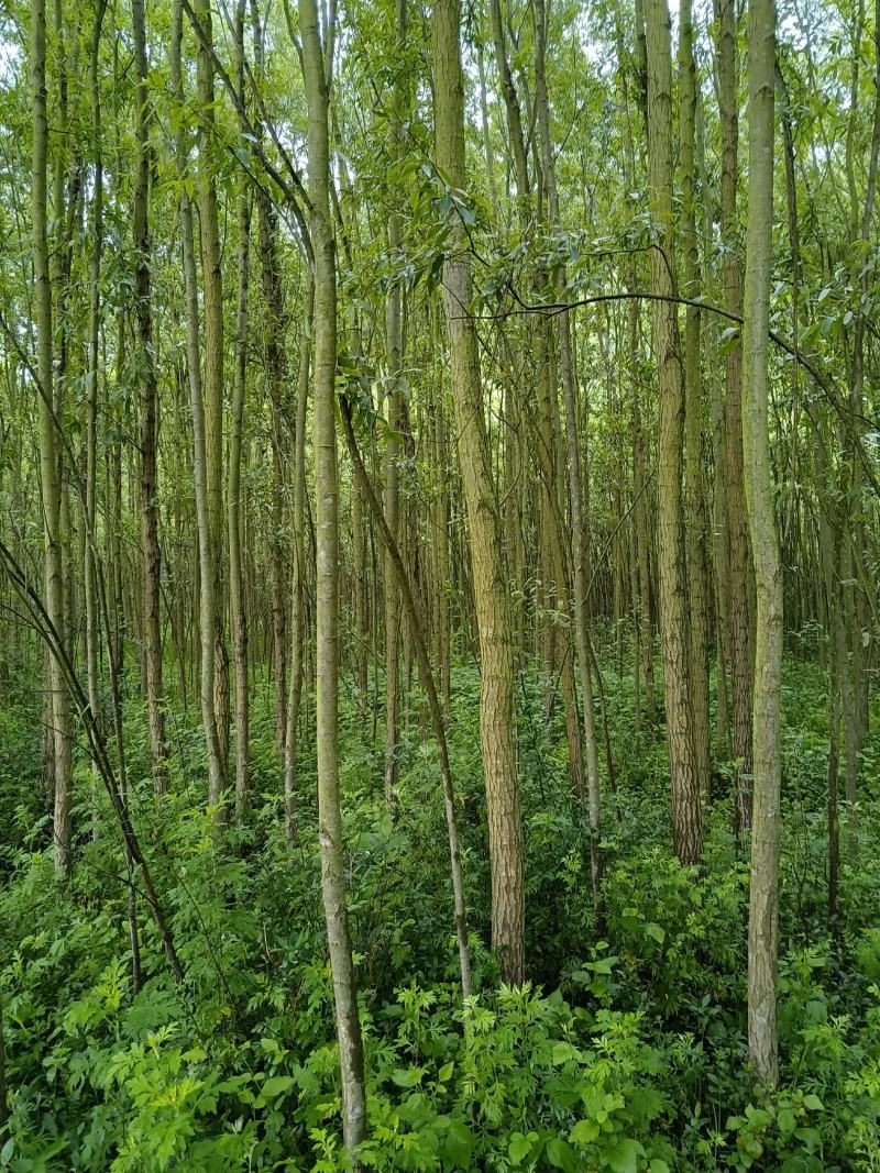 【精选】云南柳树8年苗木，好栽易活，欢迎致电
