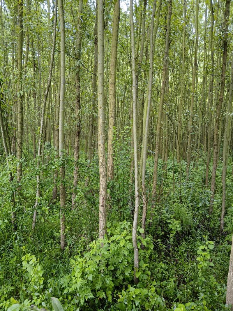 【精选】云南柳树8年苗木，好栽易活，欢迎致电