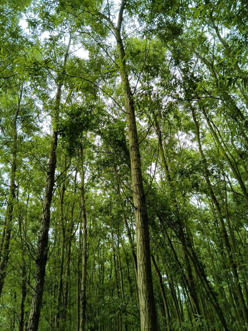 【精选】云南柳树8年苗木，好栽易活，欢迎致电