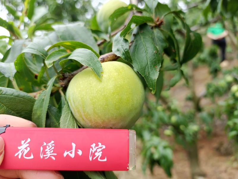 汉源脱骨青脆李之所以叫做青脆李，因为它外表青涩，口感香脆