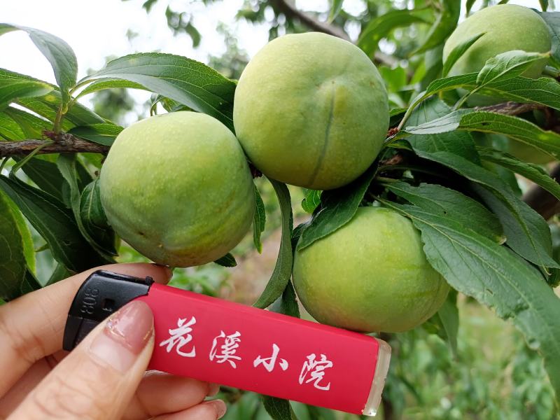 汉源脱骨青脆李之所以叫做青脆李，因为它外表青涩，口感香脆