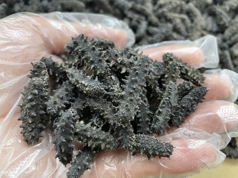 淡干海参干批发小海参刺身非即食海参干货大连海参干辽参