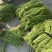 精品长豆角青条豆角产地直供量大从优支持电商及超市