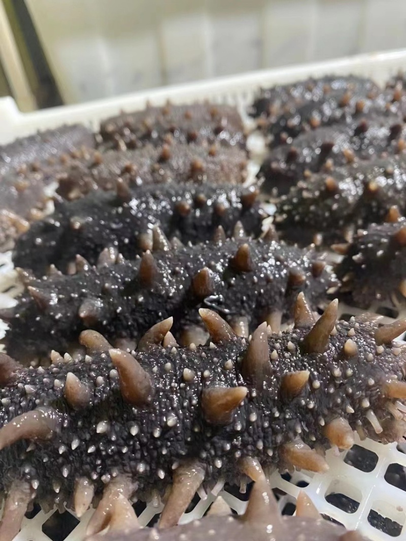 即食海参鲜食海参批发海参厂家即食海参速食鲜蒸冷冻即食海参