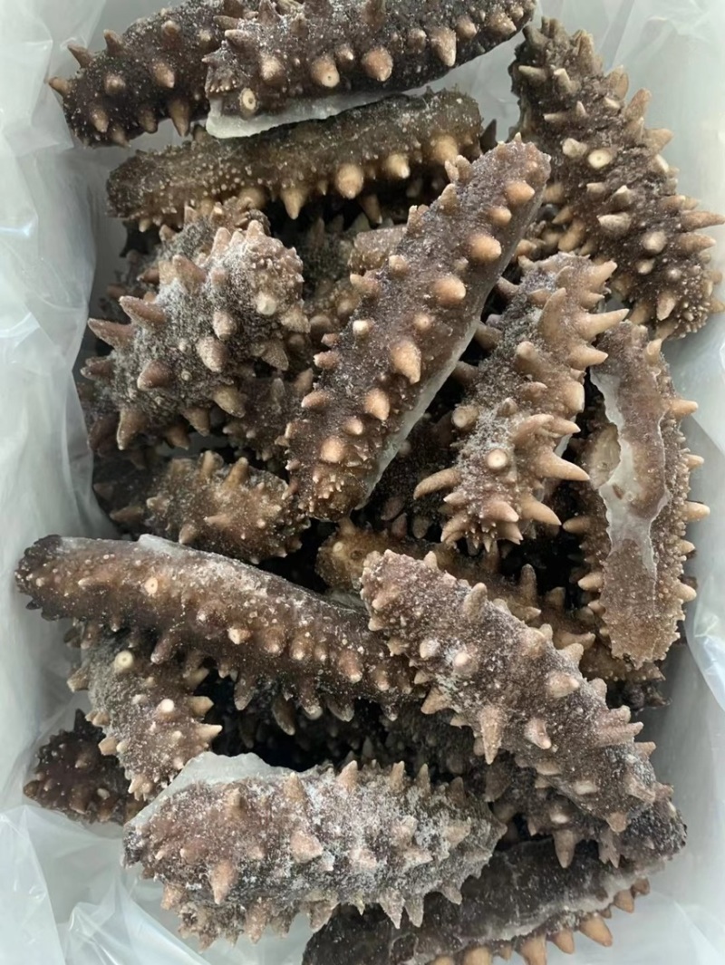 即食海参鲜食海参批发海参厂家即食海参速食鲜蒸冷冻即食海参