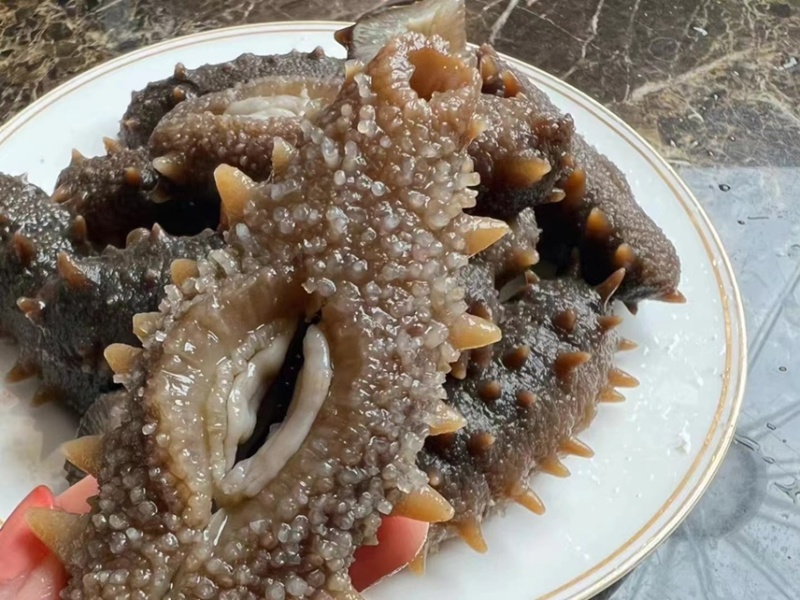 即食海参鲜食海参批发海参厂家即食海参速食鲜蒸冷冻即食海参