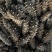 即食海参鲜食海参批发海参厂家即食海参速食鲜蒸冷冻即食海参