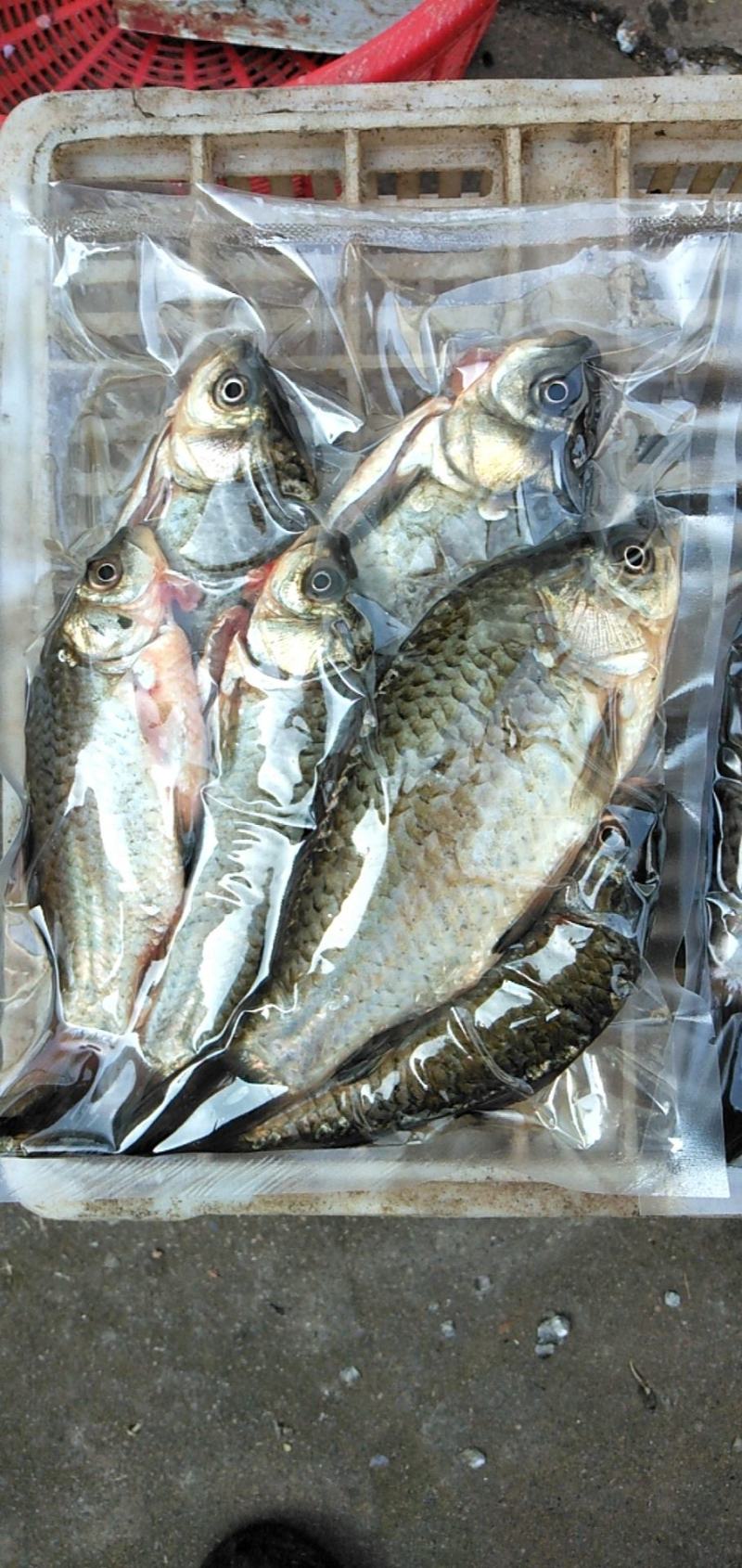 鲫鱼，精品淮河小鲫鱼，鲜货现杀去肚，去筛，去鳞。2斤一袋