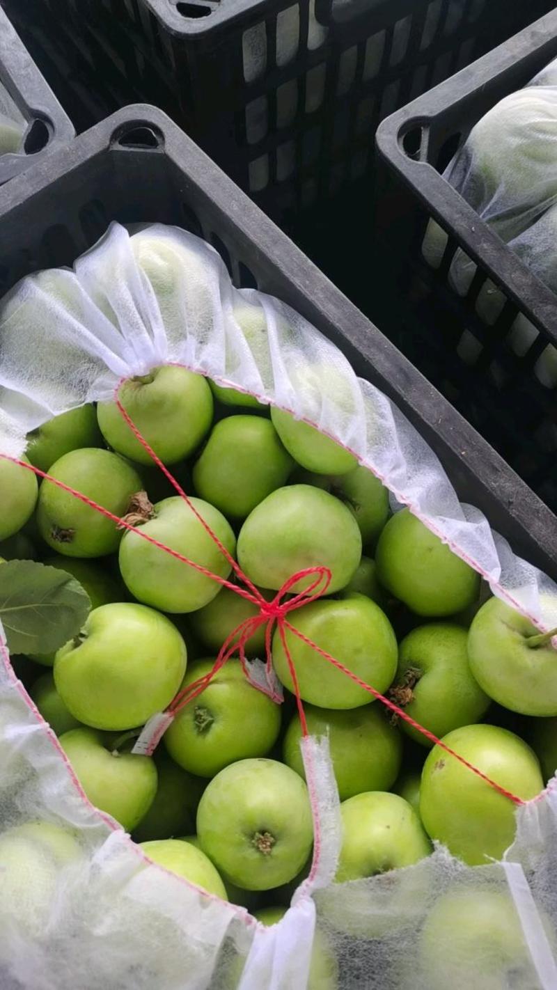 青苹果辽伏，藤木产地一手货源，对接电商，团购，批发市场