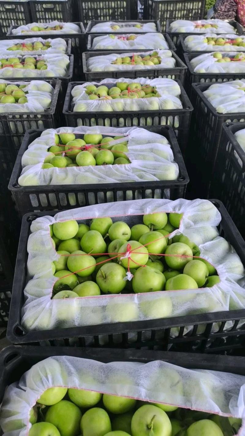 青苹果辽伏，藤木产地一手货源，对接电商，团购，批发市场