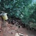 这个是160天左右的