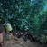 这个是160天左右的